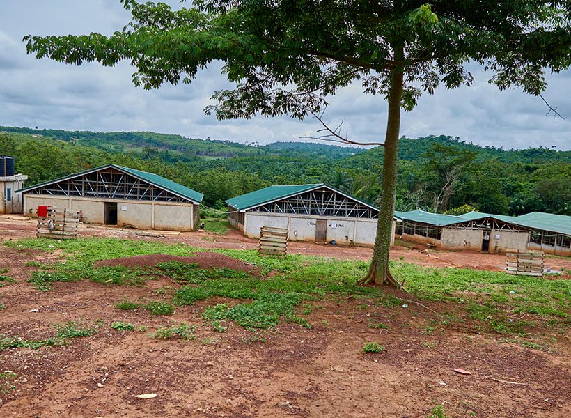 Barns beneath a tree, looking out towards the hills
