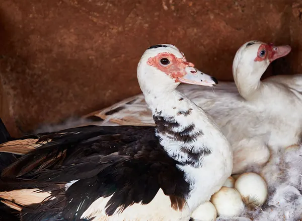 A Muscovy duck brooding her eggs