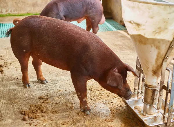 A Duroc pig at the feeder