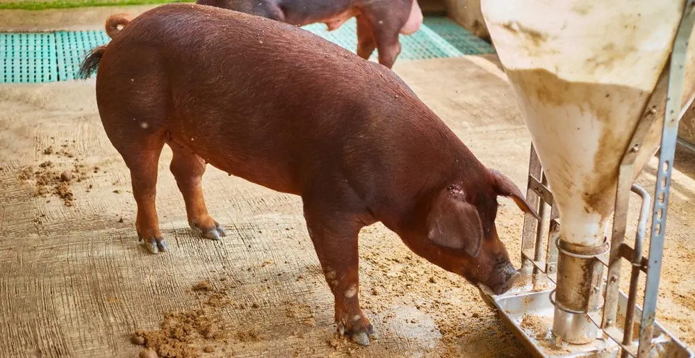 A Duroc pig at its feeder