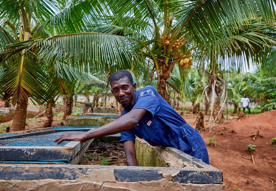 A farm hand at the catfish tanks beneath the coconut palms