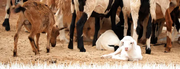 Goats and a lamb