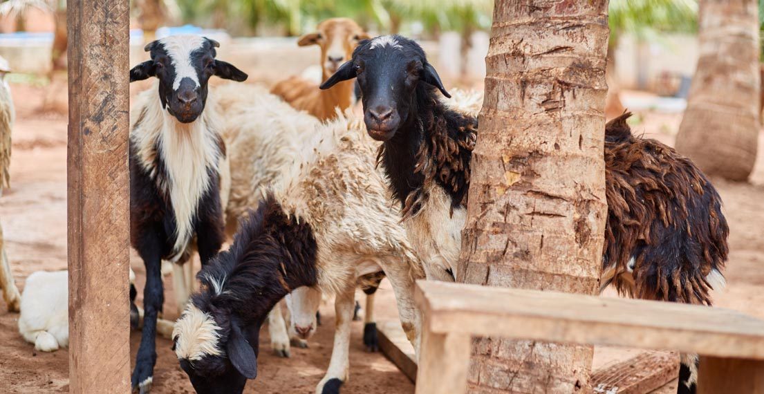 Sheep and goats on red-earth pasture