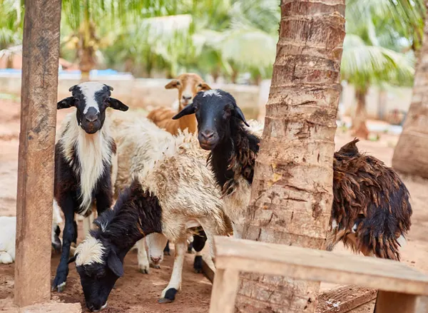 Goats in the shade of an oil palm