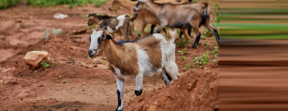 Goats on the farm’s red earth