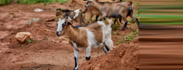 Goats on the red earth