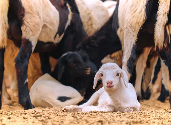 A lamb resting beneath the ewe