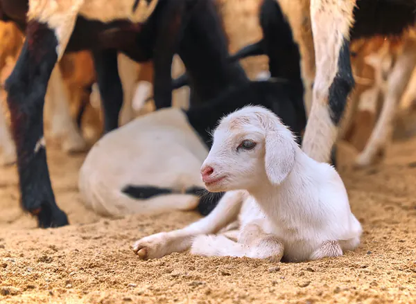 A lamb in the straw
