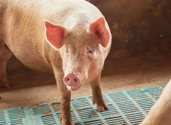 A Large White pig