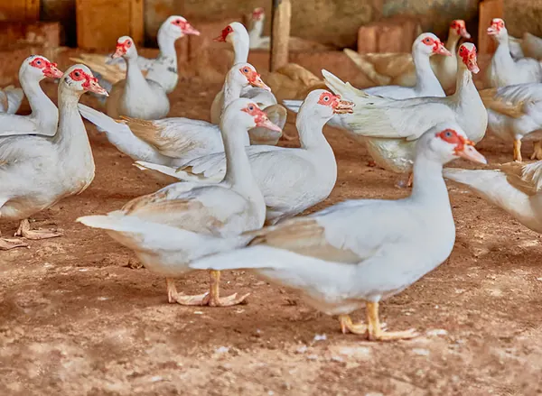 Muscovy ducks in the yard