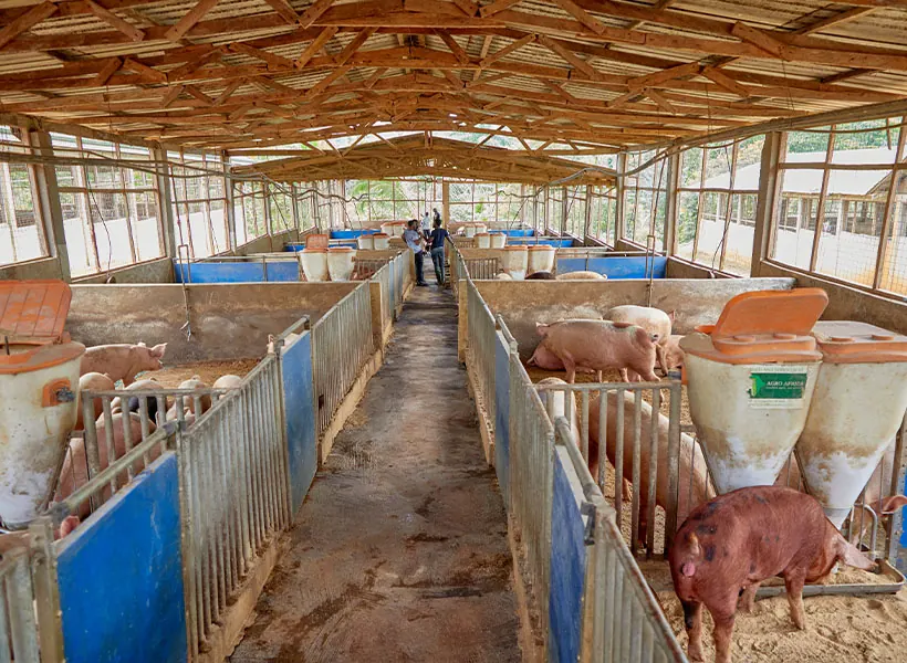 Inside the growing barn
