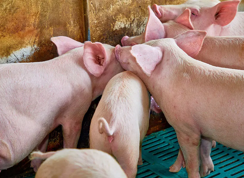 Piglets in the nursery