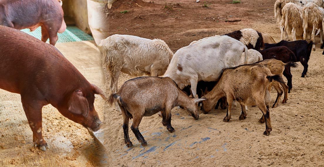 Pigs and goats sharing the yard at Ampomaa Farms