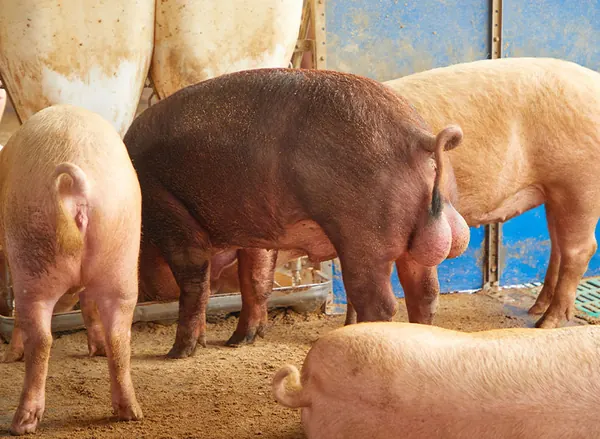 Duroc and Large White pigs