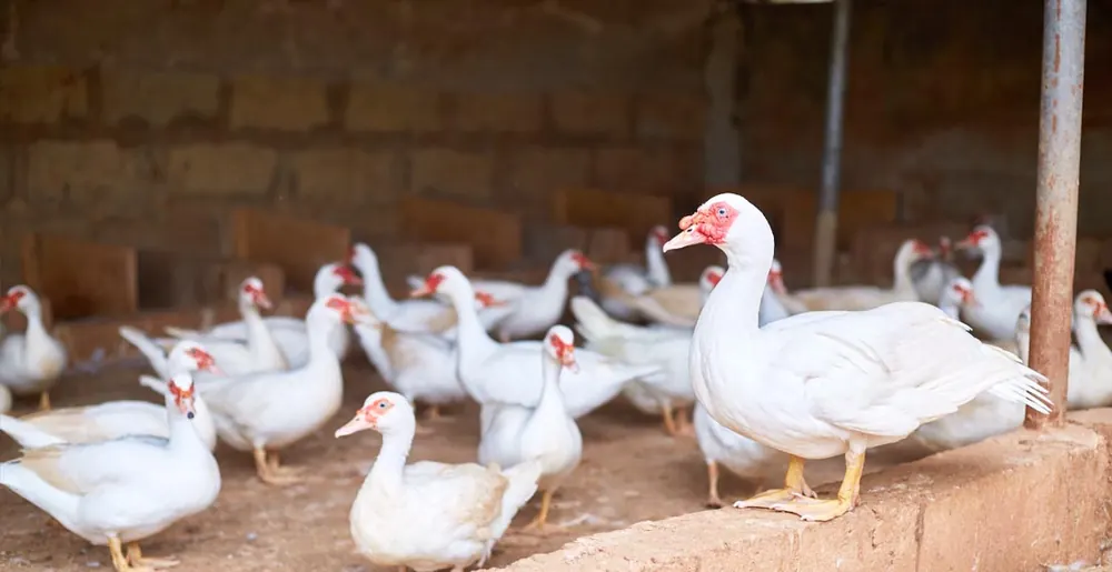 Ducks in the poultry house