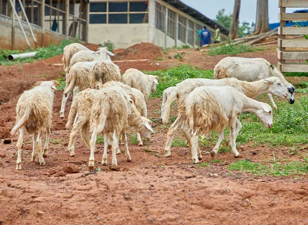 The flock grazing beside the barns