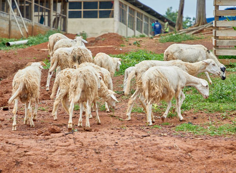 The flock grazing beside the barns