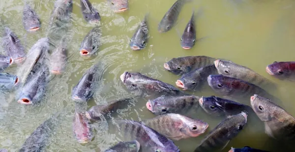 Tilapia at the surface of a cage