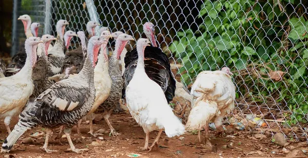 Turkeys in the poultry run