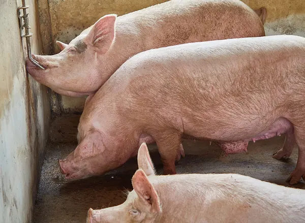 Large White pigs in the pen
